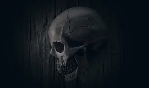 Human skull dark background Stock Illustration