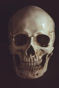 Human skull in darkness Stock-Fotos