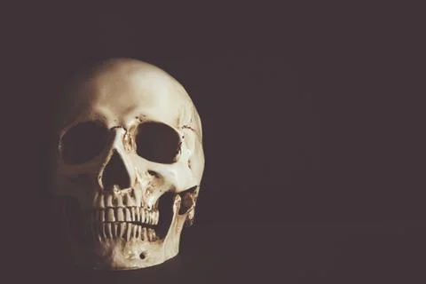 Human skull with empty space Stock Photos