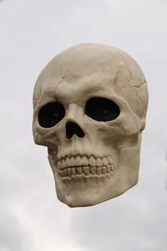Human Skull Figure. Stock Photos