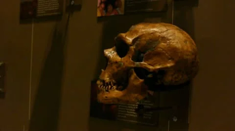 Human Skull Vidéo 10749323