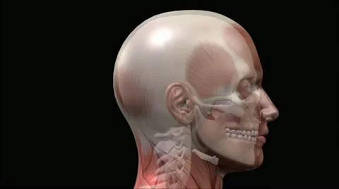 Human skull Stock Footage 12204165