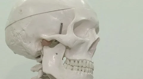 Human skull. Stock Footage 58299962