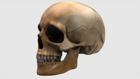 Human skull Stock Footage 252443247