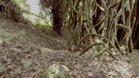 Human skull found in jungle Stock-Footage 75626059