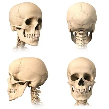 Human skull, four views. Stock Illustration
