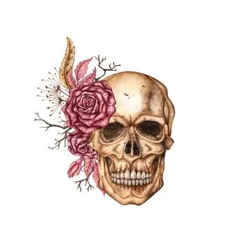 Human skull front and roses watercolor Stock Illustration