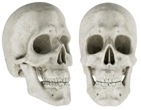 Human skull front and side view. 3D rendering Stock Illustration