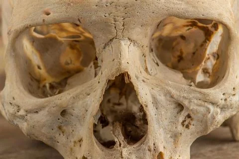 Human skull - front Stock Photos