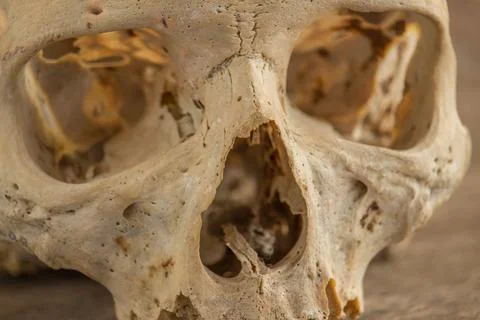 Human skull - front Stock Photos