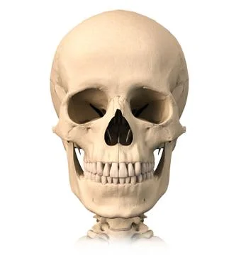 Human skull, front view. Stock Illustration