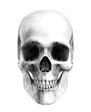 Human Skull - Front View Stock Illustration