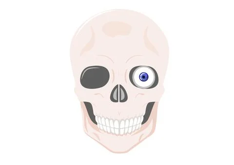 Human skull full face isolated on white background Stock Illustration