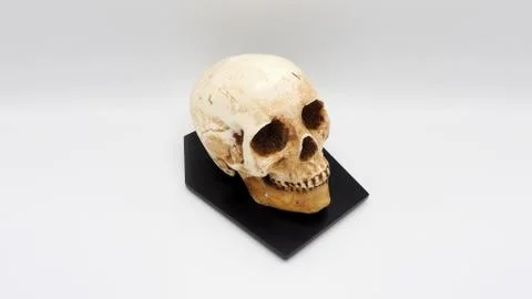 Human skull head model made from rasin plastic. Stock Photos