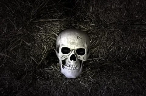 Human skull head Stock Photos