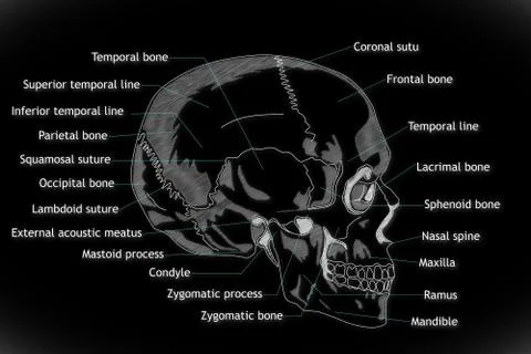 Human Skull HRI Ilustración de archivo