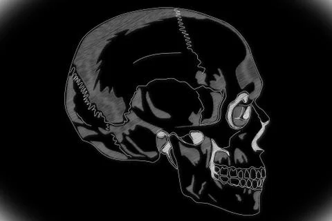 Human Skull HRI Stock-Illustration