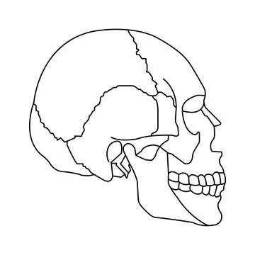 Human skull icon Stock Illustration