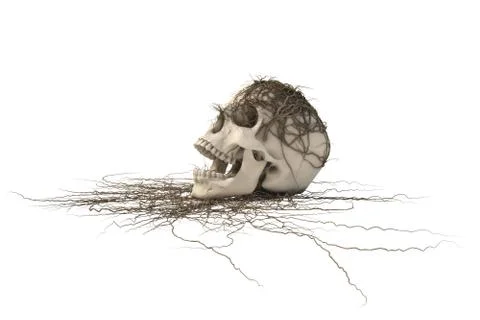 Human skull Stock Illustration
