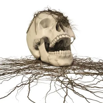 Human skull Stock Illustration