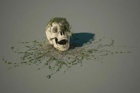 Human skull Stock Illustration