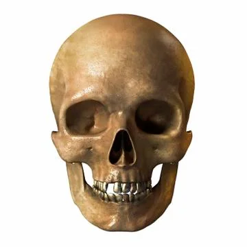 Human skull Stock Illustration
