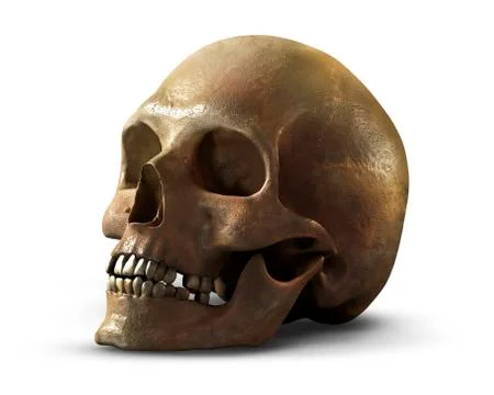 Human skull Stock Illustration