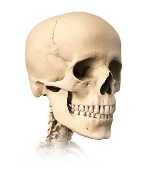 Human skull. Stock Illustration