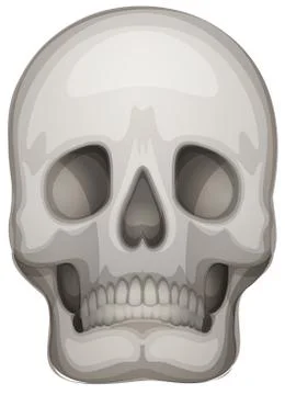 A human skull Stock Illustration