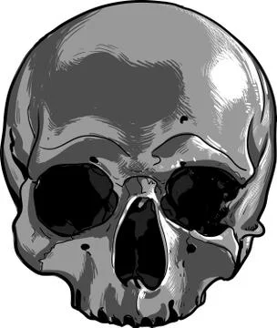 Human skull Illustrazione stock