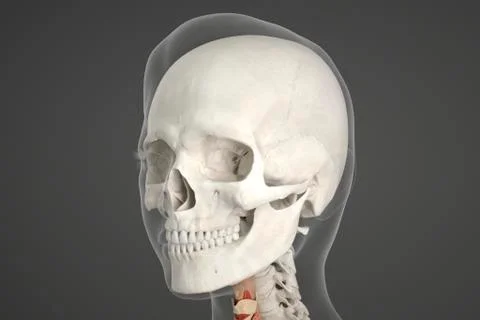 Human skull Stock Illustration