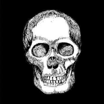 Human Skull Stock Illustration