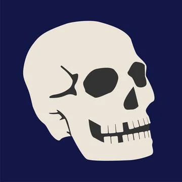 Human skull Stock Illustration