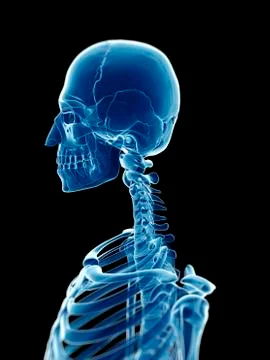 Human skull, illustration Stock Illustration