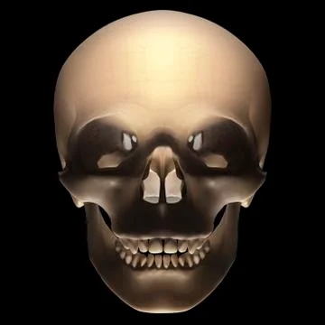 Human skull, illustration Stock Illustration