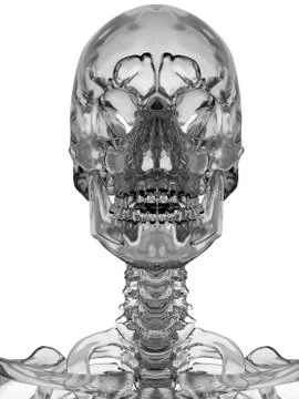Human skull, illustration Stock Illustration
