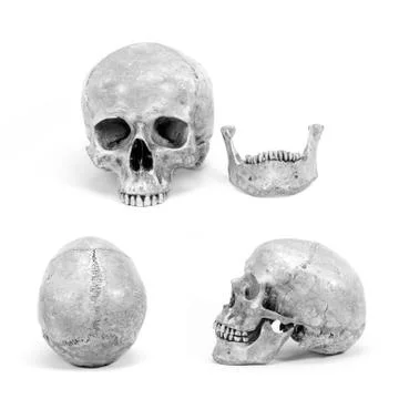 Human skull image isolate on white background for use in communication about  Foto stock