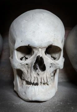 Human skull inside a catacomb 库存照片