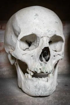 Human skull inside a catacomb. Stock Photos
