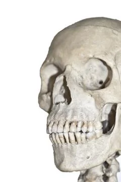 Human skull  isolated Stock Photos