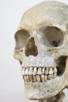 Human skull  isolated Stock Photos
