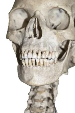 Human skull  isolated Stock Photos