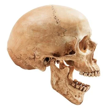 Human skull isolated Stock Photos
