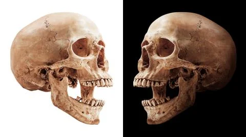 Human skull isolated Stock Photos