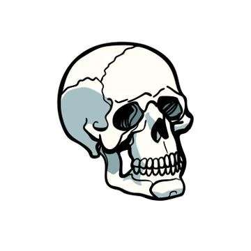 Human skull isolated on white background Stock Illustration