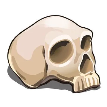 The human skull isolated on white background. Sample of the poster, invitation Illustrazione stock