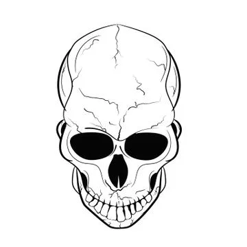 Human skull isolated on white background Stock Illustration