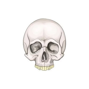 The human skull isolated on white background. Vector illustration. Stock Illustration