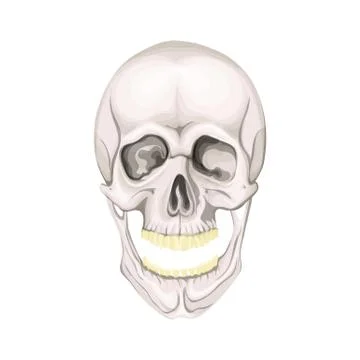 The human skull isolated on white background. Vector illustration. Stock Illustration