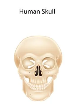 Human skull isolated on white background Stock Illustration